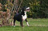 BULL TERRIER MINIATURE 305